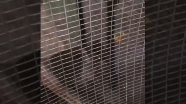 Издевательство над животными в Махачкале смотреть онлайн