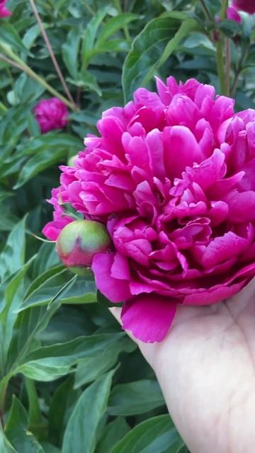 26 июня. Пион без названия смотреть онлайн