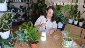 Папоротники, которые не вянут! Секрет простого полива