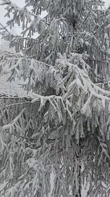 Ель в снегу смотреть онлайн