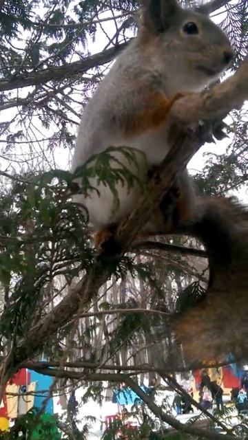 Белки в останкино. Ест орех на дереве. смотреть онлайн