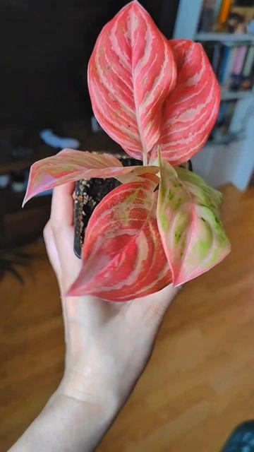 Аглаонема Бидадари ❤️🧡💛💚 #aglaonema #plants #garden #flowers #urbanju смотреть онлайн