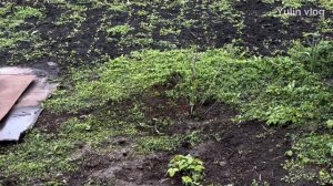 Как посадить КРЫЖОВНИК весной - посадка и уход!