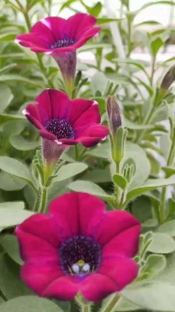 Вегетативная петуния на сезон 2024г. смотреть онлайн