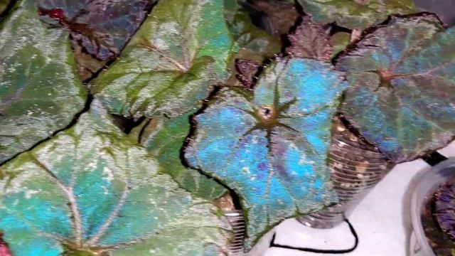 Бегония DS Lyric Детки Светлячки смотреть онлайн