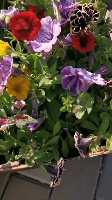 Накупила цветов! #сад #дача #участок #огород #петуния #ц? смотреть онлайн