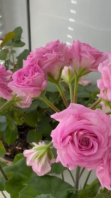 Угадаете что за сорт?#flowers #цветыдлядома #garden #пеларгон? смотреть онлайн