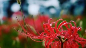 Ликорис лат   Lycoris