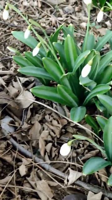 Первые цветы// Крым// смотреть онлайн