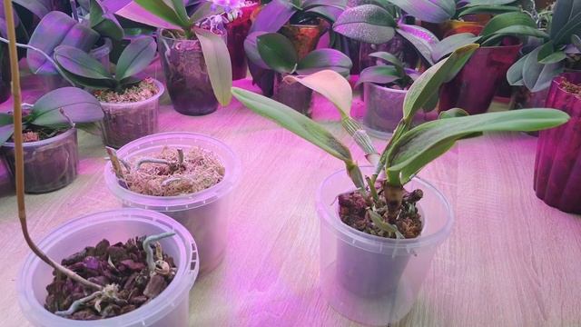 Грибковые инфекции на орхидеях. Как лечить и есть ли ш? смотреть онлайн