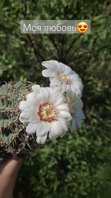 Цветение кактуса #shorts #shortvideo #cactus смотреть онлайн