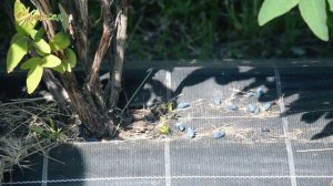 Жимолость Блю банана – прихований рекордсмен! Купити