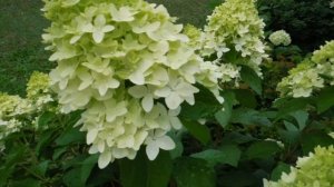 22. 07. 2024г. Гортензия метельчатая, Тач оф Пинк. Почему не