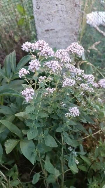 #80724#душица зацвела в полисаднике#матрюшке ҫеҫкене лар смотреть онлайн