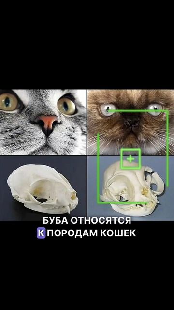 Буба тяжело дышит смотреть онлайн