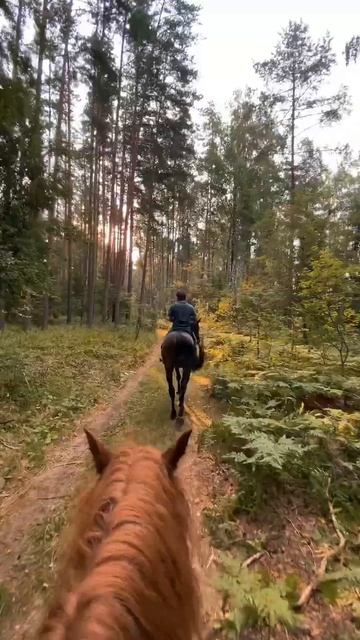 Влог смотрите на канале 🐴 #конныйблог #конныепрогулки #лошадь #horse смотреть онлайн