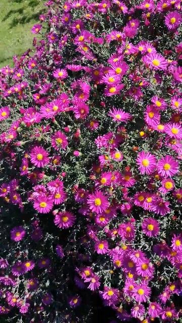 Астра многолетняя Айленд Бахамсе смотреть онлайн