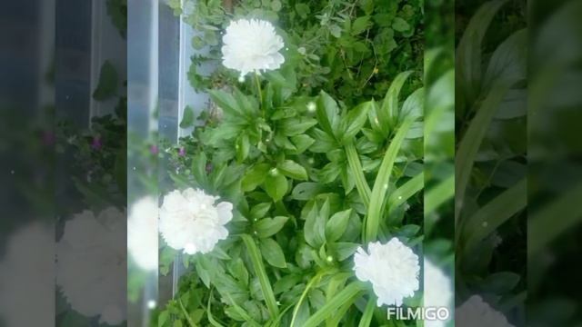 Вспомним 🌹лета яркие моменты🌼 и цветов🌷 чудесный а смотреть онлайн