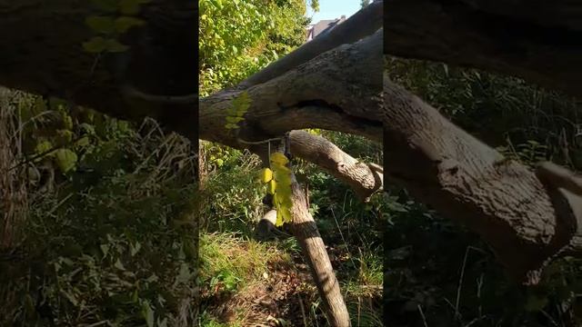 могу ли я забрать упавшее дерево? смотреть онлайн