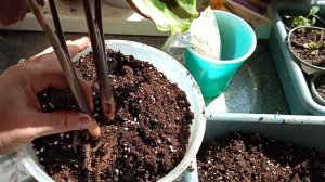 Calathea Medallion (Калатея Медальон) посадка реанимашка