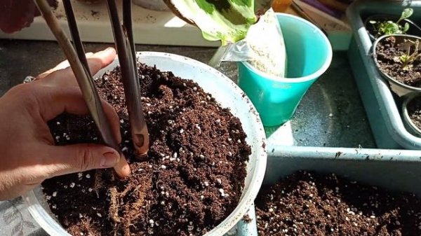 Calathea Medallion (Калатея Медальон) посадка реанимашка