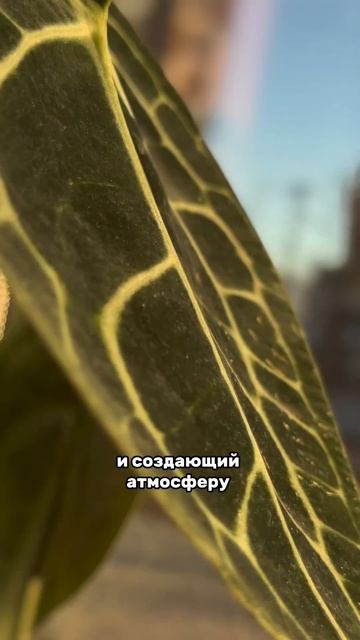 Антуриум Кларинервиум смотреть онлайн