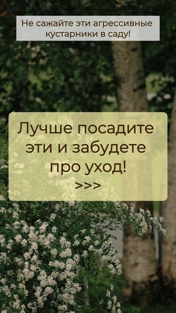 ❌Не сажайте эти АГРЕССИВНЫЕ КУСТАРНИКИ в саду! Подроб смотреть онлайн