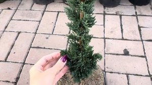 Кипарисовик Виссель Сагуаро- новый житель в моем саду