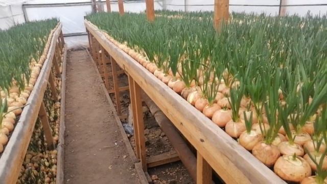 Лук на перо для начинающих смотреть онлайн