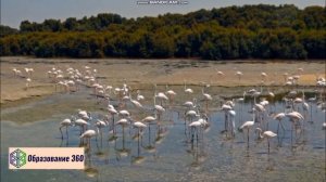 УРОК 17|7 класс. Растительные сообщества