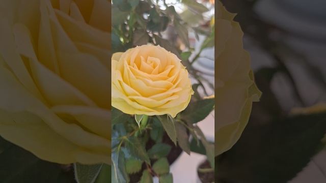 С нетерпением ждём, когда всю красоту можно будет высадить в сад смотреть онлайн