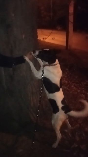 Это Вяз!! #собака #животные #юмор #animals #приколы смотреть онлайн