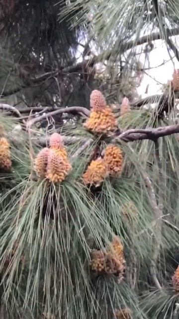 🇪🇸 ЗАЦВЕЛА Pinus canariensis… сосна канарийская… смотреть онлайн