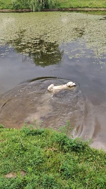 Айк купается в пруду #music #dog #puppy #zoo #funny #animals #гулять #соб смотреть онлайн