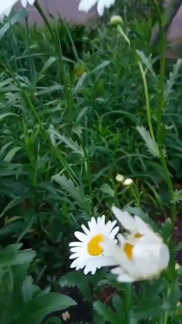 Ромашка белая смотреть онлайн