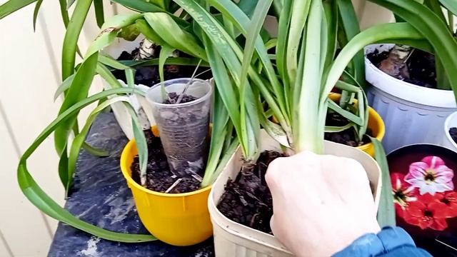 Гиппеаструмы, уход и основные правила для цветения 🌺 смотреть онлайн