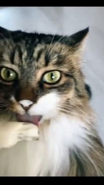 Кот смешно ест | Funny cat смотреть онлайн