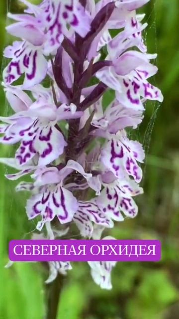 ЯТРЫШНИК-СЕВЕРНАЯ ОРХИДЕЯ. смотреть онлайн