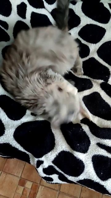 Что творит палочка с кошачьей мятой 🐾 смотреть онлайн