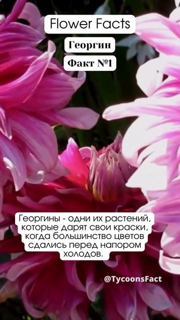 Flower Facts Dahlia #shorts #facts #цветы #flowers #dahlias #букет #природа #ге? смотреть онлайн