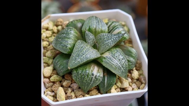 О.Генри. КАКТУС O.Genry. CA смотреть онлайн