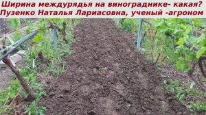 Какой ширины должно быть междурядье на винограднике?   От чего это зависит?