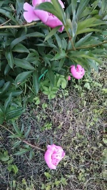 Пион расцвел! Атака муравьев! Подпишитесь и лайк в под? смотреть онлайн