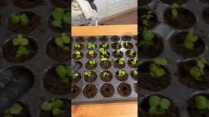 Лизимахия-Вербейник монетчатый. Черенкование. #лизима