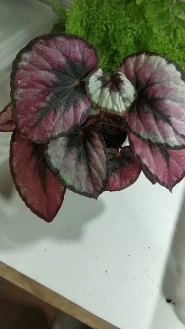 Бегония"Red Kiss" смотреть онлайн