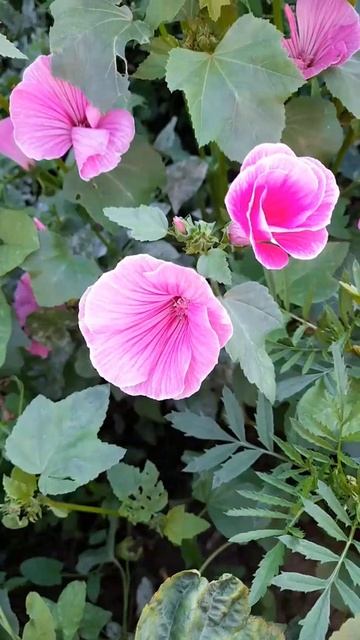 Красуня лаватера #квіти #сорт #квітник смотреть онлайн