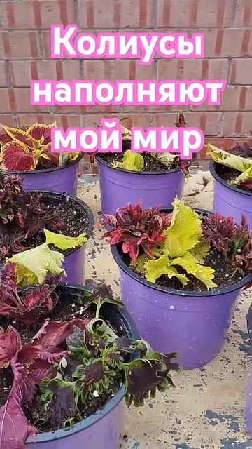 Колеусы прищипываю и сажаю в кашпо ! Потом занесу эти ? смотреть онлайн