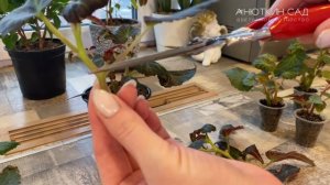 Размножение вегетативной бегонии