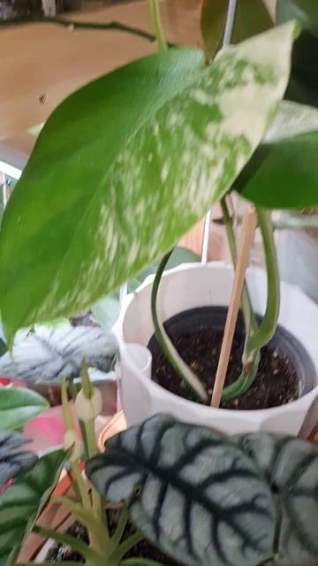 не одними орхидеями едины... #2024 #орхидеи #plants #хойя #мон? смотреть онлайн