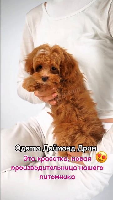 Одетта Даймонд Дрим.💟Порода Петербургская Орхидея.Н? смотреть онлайн